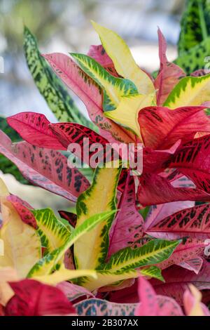 Codiaeum Variegatum var. Pictum 'nervia'. Croton verlässt das Glashaus in RHS Wisley Gardens, Surrey, Großbritannien Stockfoto