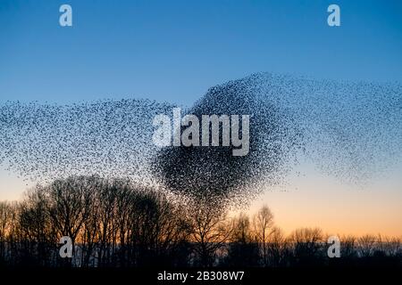 Schöne große Stare-Schar (Sturnus vulgaris), Geldermalsen in den Niederlanden. Stare versammelten sich in riesigen Wolken. Starling murmelt. Stockfoto