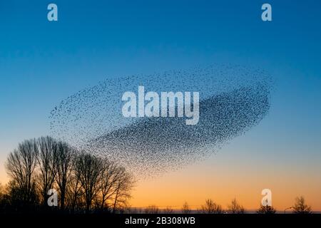 Schöne große Stare-Schar (Sturnus vulgaris), Geldermalsen in den Niederlanden. Stare versammelten sich in riesigen Wolken. Starling murmelt. Stockfoto