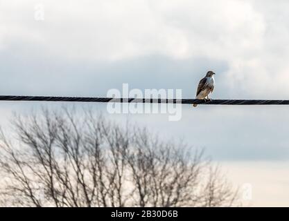 Hawk auf einer elektrischen Leitung in Water Mill, NY Stockfoto