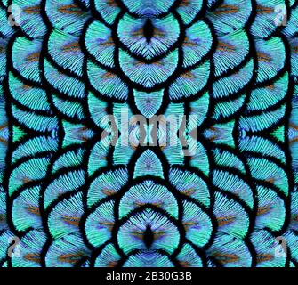 Abstraktes symmetrisches Muster der blauen Federn eines Vogels. Das Bild hat einen Spiegeleffekt mit einem kaleidoskopischen Muster als Hintergrund. Stockfoto