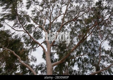 Verbreitung von Eukalypten, Albert Park Lake, Melbourne, Australien Stockfoto