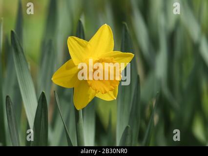 Ein wunderschönes Daffodil, Narcissus, das in einer waldreichen Gegend in Großbritannien wächst. Stockfoto