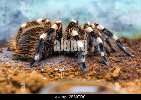 Riesige brasilianische Weißeknee-Tarantula flauschige, behaarte Spinne sitzt auf dem Boden, Seitenansicht Stockfoto