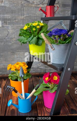Auf einer kleinen Holzleiter werden helle Blumentöpfe mit Primrosen und Gartenwerkzeugen platziert. Stockfoto