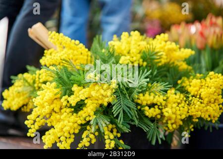 Mimosa Frühling. Bunte Bäuche verschiedener bunter Blumen in Eimern auf dem Blumenmarkt in Anemone, Mohn Stockfoto