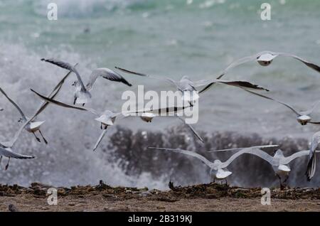 Eine Schar von mediterranen Schluchten ( Larus melanocephalus ) bringen an einem Strand in der Nähe von Glyfada Athen Griechenland in die Luft. Die Möwen fangen gerade an, sich zu lösen Stockfoto