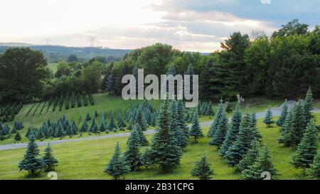 Ever Green Tree Farm Pennsylvania Stockfoto