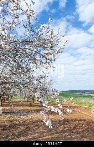 Äste von blühenden Mandeln mit Blumen auf dem Hintergrund von bewölktem Himmel und grünen Agrarfeldern. Israel Stockfoto