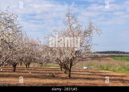 Reihen von blühenden Mandeln im Obstgarten gegen einen bewölkten Himmel und grüne Agrarfelder. Israel Stockfoto