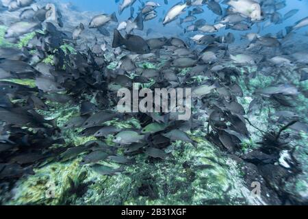 Hunderte von Mangrove Snapper (Lutjanus griseus) versammeln sich am Eingang zu den unterirdischen Quellen, um an einem kalten Wintertag in Florida warm zu bleiben. Stockfoto