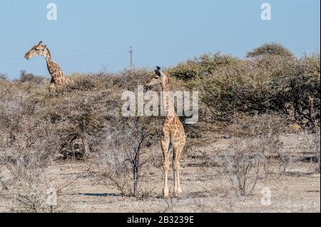 Zwei angolanischen Giraffen - Giraffa giraffa angolensis - Essen aus dem Gebüsch auf den Ebenen von Etosha Nationalpark in Namibia. Stockfoto