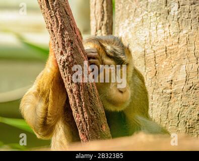 Der Makakenaffe schläft im Zoo an den Stamm gelehnt