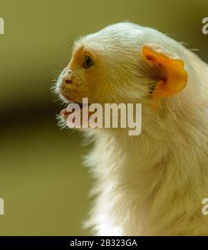 Affenprofilporträt mit geöffnetem Mund im Zoo pilsen, silbrige Marmose (mico argentatus) Stockfoto