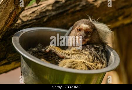 Gemeiner Marmoset (Callithrix jacchus) Affe, der in einer Metallschale im Zoo pilsen ruht Stockfoto