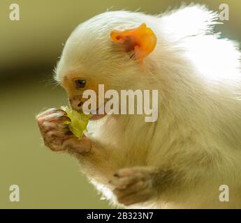 Affenprofil "Silvery Marmoset" (mico argentatus) beim Verzehr einer Traube im Zoo pilsen Stockfoto