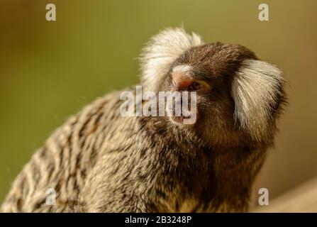 Gemeines Marmoset-Affenporträt (Callithrix jacchus) in der Sonne im Zoo pilsen Stockfoto