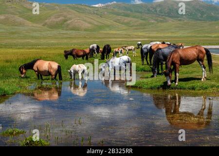 Eine Pferdeherde an einem Wasserloch. Traditionelle Weide in den Bergen Kirgisistans Stockfoto
