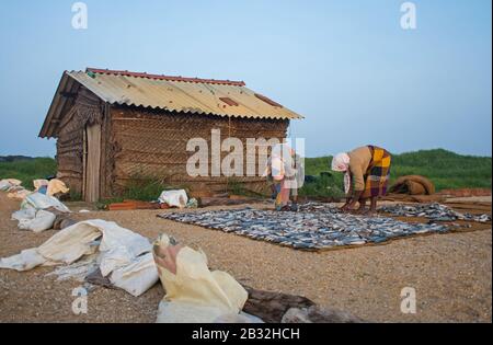 Fischereiaktivitäten In Negombo, Sri Lanka Stockfoto