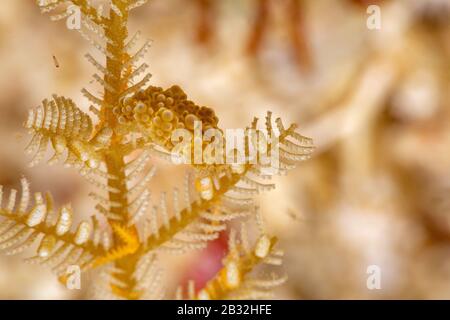 Die schönsten Unterwasser Schnecken des Indischen und Pazifischen Ozean Stockfoto