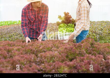 junges asiatisches Paar Bauer erntet frischen grünen Salat aus Eichensalat, organisches hydroponisches Gemüse in der Baumschule des Gewächshausgartens Stockfoto