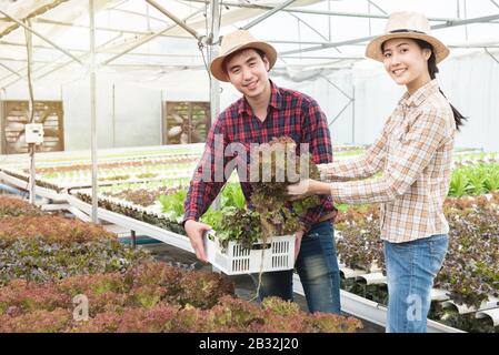 junges asiatisches Paar Bauer erntet frischen grünen Salat aus Eichensalat, organisches hydroponisches Gemüse in der Baumschule des Gewächshausgartens Stockfoto