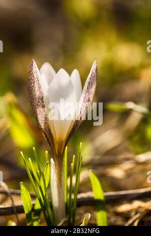 Wunderschöner Frühlingshintergrund mit nahem Crocus alatavicus. Blütenende violette Krokusblüten auf einer Wiese. Zarte Blumen, Dekoration der lokalen Länder Stockfoto