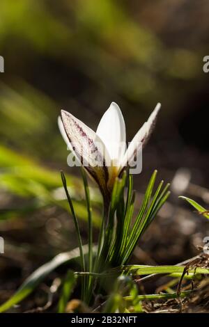 Schöner Frühlingshintergrund mit Nahaufnahme einer blühenden violetten Krokusblüte auf einer Wiese. Crocus alatavicus Stockfoto