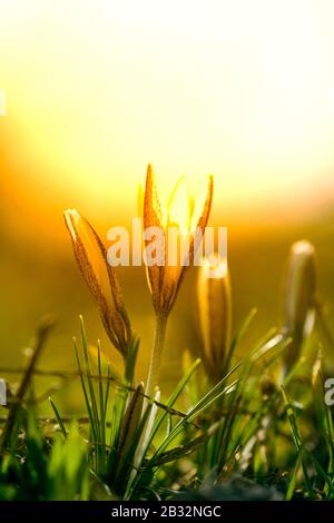 Schöner Frühlingshintergrund mit Nahaufnahme einer blühenden violetten Krokusblüte auf einer Wiese. Crocus alatavicus nahesteht Stockfoto