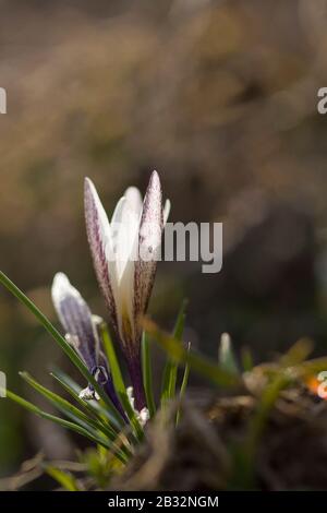 Crocus alatavicus. Nahaufnahme einer blühenden violetten Krokusblüte auf einer Wiese. Zarte Blumen, Dekoration der lokalen Landschaften. Federkonzept Stockfoto