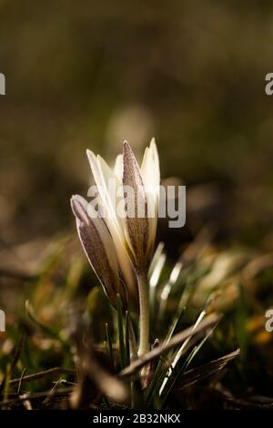 Crocus alatavicus. Nahaufnahme einer blühenden violetten Krokusblüte auf einer Wiese. Stockfoto