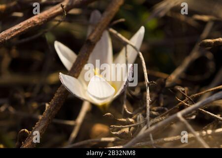 Crocus alatavicus. Nahaufnahme einer blühenden violetten Krokusblüte auf einer Wiese. Weicher Fokus Stockfoto