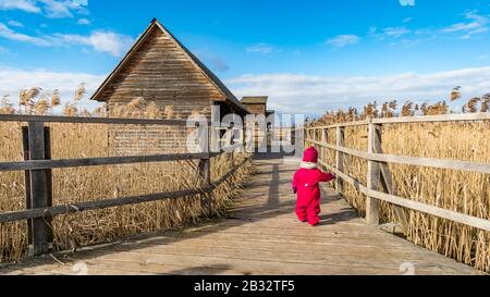 Fantastischer Tag am Naturweltradition Federsee bei Bad Buchau, Oberschwaben, Deutschland. Stockfoto