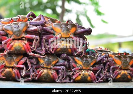 Bunte Krabben zum Verkauf auf dem Lebensmittelmarkt im Freien in Ecuador Stockfoto