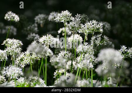 Wilde Knoblauchblüten (Allium ursinum) im Wald vor dunklem Hintergrund. Stockfoto