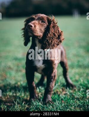 Welpen im park Stockfoto