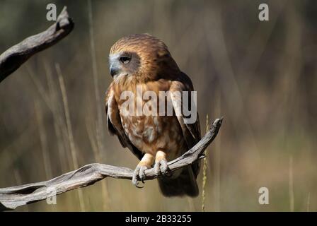 Australien, Southern Boobuch Owl - Morebork Stockfoto