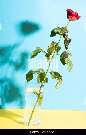 Vase mit roter Rosenblume mit Schatten auf blauem Hintergrund. Valentinstag Hintergrund. Stockfoto