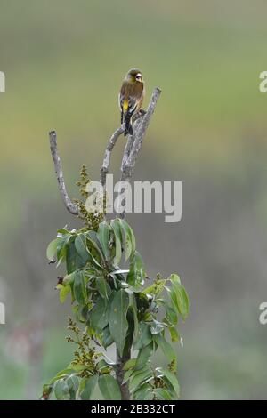 Fuzhou, Chinas Provinz Fujian. März 2020. Ein Goldfinch ruht auf einer Filiale am Stadtrand von Fuzhou, der Hauptstadt der südostchinesischen Provinz Fujian, am 3. März 2020. Kredit: Jiang Kehong/Xinhua/Alamy Live News Stockfoto