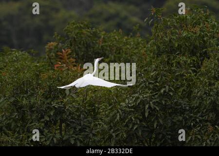 Fuzhou, Chinas Provinz Fujian. März 2020. Am Stadtrand von Fuzhou, der Hauptstadt der südostchinesischen Provinz Fujian, am 3. März 2020, ruht ein Egret auf einem Baum. Kredit: Jiang Kehong/Xinhua/Alamy Live News Stockfoto