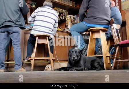 Männer sitzen in der Bar des Pubs White hart in Aldeburgh, zwei Hunde ruhen auf dem Boden. Aldeburgh, Suffolk UK. Stockfoto