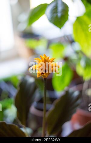 Calathea crocata als Heimatpflanze. In Blumentopf kultiviert. Stockfoto