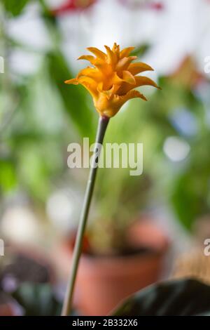 Calathea crocata als Heimatpflanze. In Blumentopf kultiviert. Stockfoto