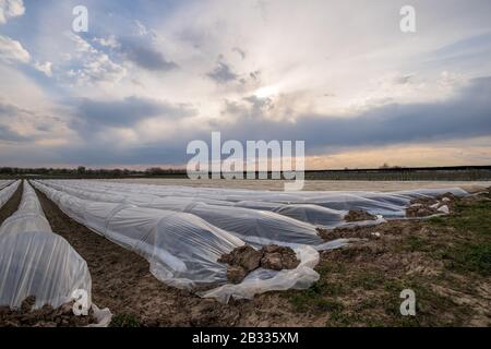 Spargelpflanzen wachsen durch den Sommer hoch mit schönem farnartigen Laub. Stockfoto