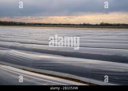 Spargelpflanzen wachsen durch den Sommer hoch mit schönem farnartigen Laub. Stockfoto