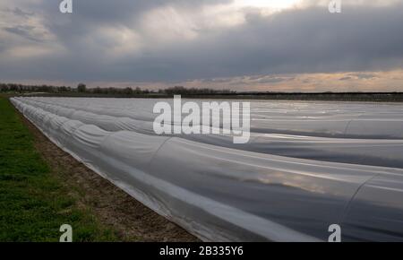 Spargelpflanzen wachsen durch den Sommer hoch mit schönem farnartigen Laub. Stockfoto