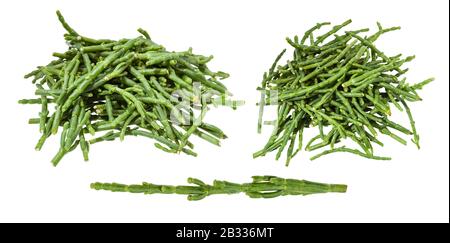 Satz frischer Zweige der Salicornia (Glaswurt)-Pflanze isoliert auf weißem Hintergrund Stockfoto