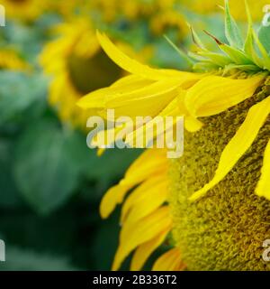 SONNENBLUMENFELD, WÄHREND DER SOMMERSAISON IN DER PROVENCE - FRANKREICH Stockfoto