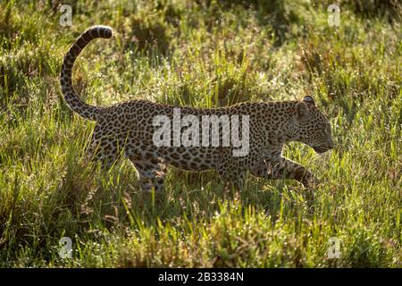 Bei Sonnenschein geht der männliche Leopard durch Gras Stockfoto