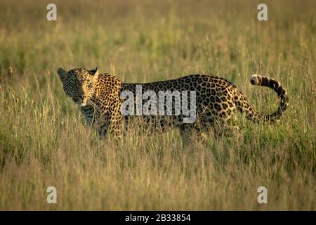 Männlicher Leopard steht bei Sonnenschein im Gras Stockfoto